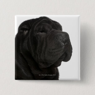 Shar Pei (1歳)のクローズアップ 缶バッジ