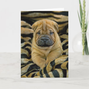 Shar-Pei 4の1週間目の子犬カード カード