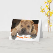 Shar Pei Birthday カード (黄色い花)
