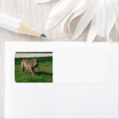 shar pei full 3.png ラベル (インサイチュ)