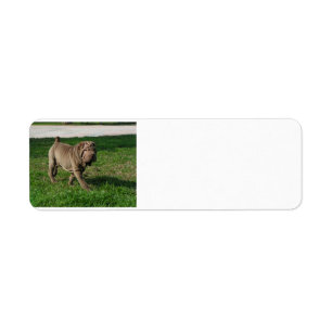 shar pei full 3.png ラベル