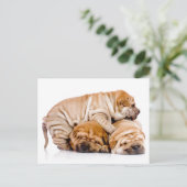 Shar Pei Puppies ポストカード (スタンド正面)
