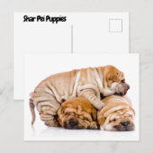 Shar Pei Puppies ポストカード (正面/裏面)