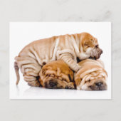 Shar Pei Puppies ポストカード (正面)