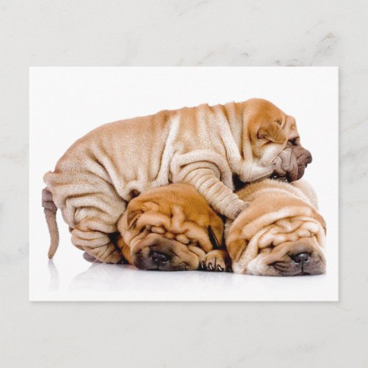 Shar Pei Puppies ポストカード (正面)