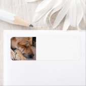 shar pei sleeping.png ラベル (インサイチュ)