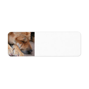 shar pei sleeping.png ラベル