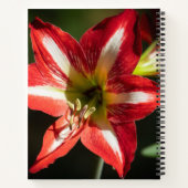 Shards of Red: Hibiscus at the Summit of Phongsaly ノートブック (裏面)