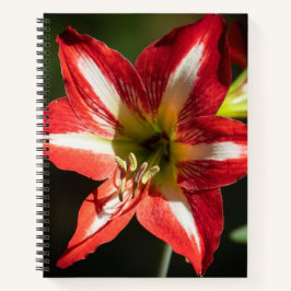 Shards of Red: Hibiscus at the Summit of Phongsaly ノートブック