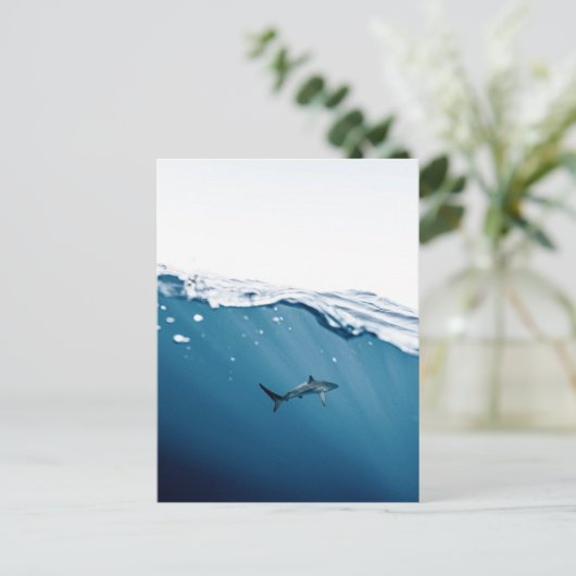 Sharkはがき ポストカード (スタンド正面)