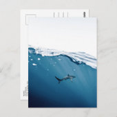 Sharkはがき ポストカード (正面/裏面)
