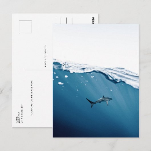 Sharkはがき ポストカード (正面/裏面)