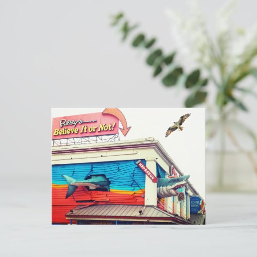 Shark and Osprey ポストカード (スタンド正面)