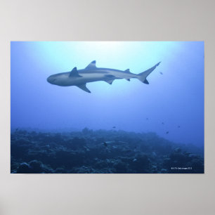 Shark in海、ローアングルビュー ポスター