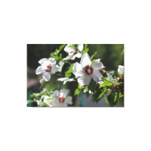 Sharon Canvas Printバラ