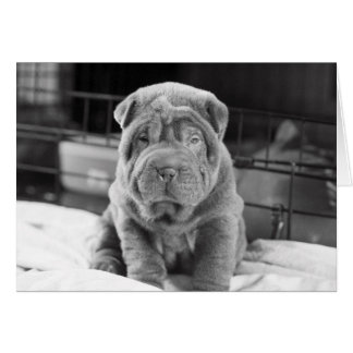 Sharpeiの子犬