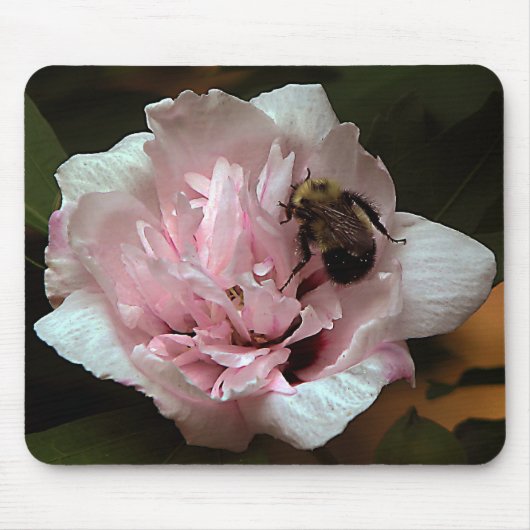 Sharronの花のバラののまわりに マウスパッド (正面)