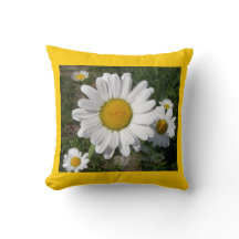 Shastaデイジー(菊の最高)