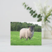 Shealの郵便はがき ポストカード (スタンド正面)