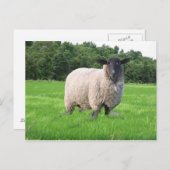 Shealの郵便はがき ポストカード (正面/裏面)