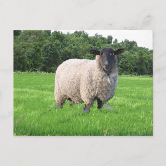 Shealの郵便はがき ポストカード (正面)