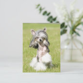 Sheebaポイント ポストカード (スタンド正面)