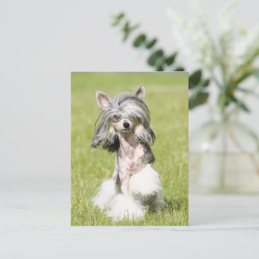 Sheebaポイント ポストカード (スタンド正面)