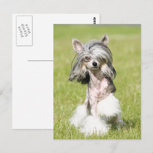 Sheebaポイント ポストカード (正面/裏面)