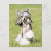 Sheebaポイント ポストカード (正面)