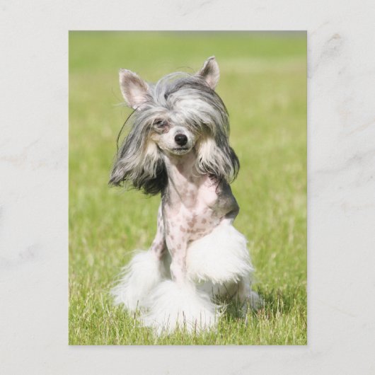 Sheebaポイント ポストカード (正面)