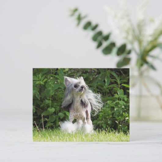 Sheebaルックアップ ポストカード (スタンド正面)