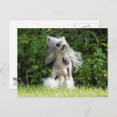 Sheebaルックアップ ポストカード (正面/裏面)