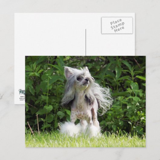 Sheebaルックアップ ポストカード (正面/裏面)