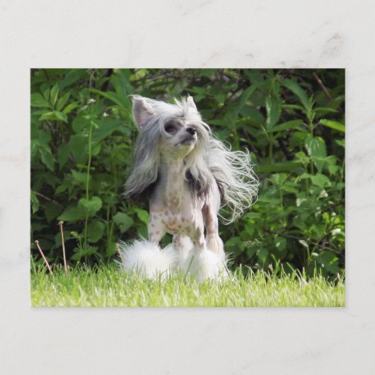 Sheebaルックアップ ポストカード (正面)