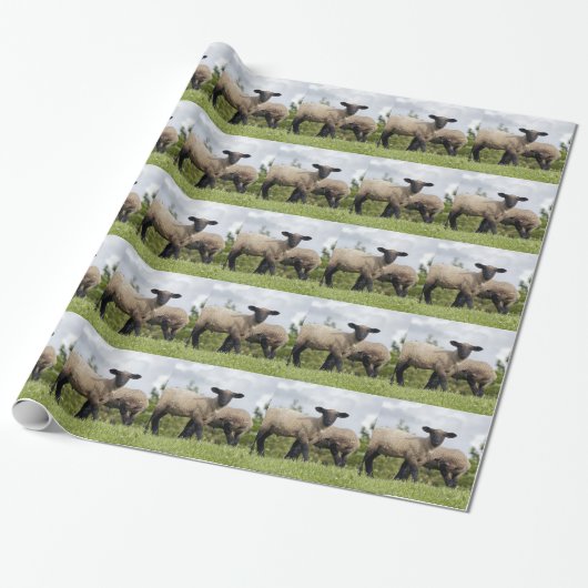 sheep ラッピングペーパー (アンロールド)