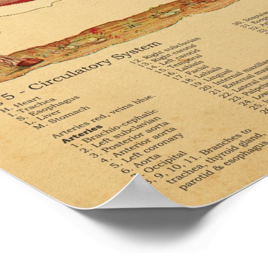 Sheep Anatomy Atlas Chart ポスター (角)