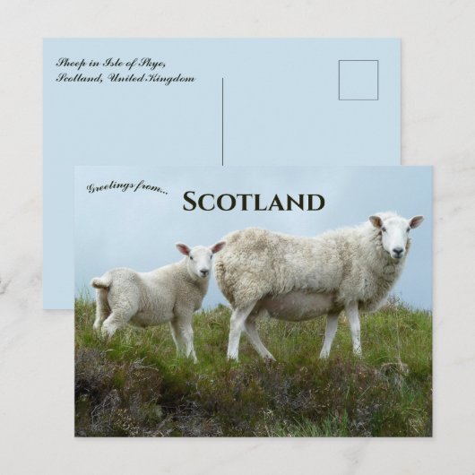 Sheep in  Isle of Skye Scotland  ポストカード (正面/裏面)