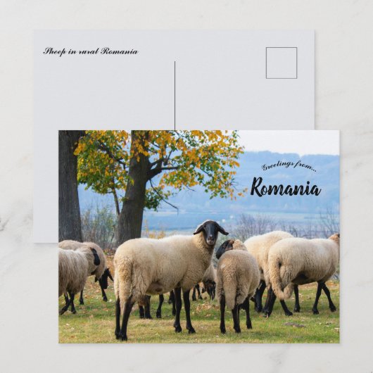 Sheep in Rural Romania ポストカード (正面/裏面)