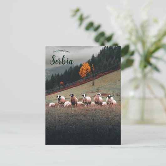 Sheep in Siberia on a Mountainside on a Cloudy Day ポストカード (スタンド正面)