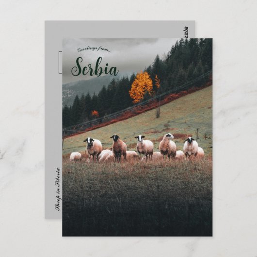 Sheep in Siberia on a Mountainside on a Cloudy Day ポストカード (正面/裏面)