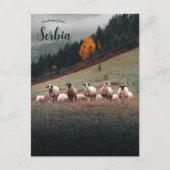Sheep in Siberia on a Mountainside on a Cloudy Day ポストカード (正面)