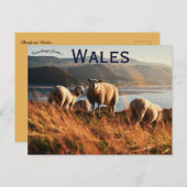 Sheep in Wales ポストカード (正面/裏面)