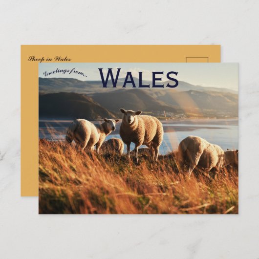 Sheep in Wales ポストカード (正面/裏面)