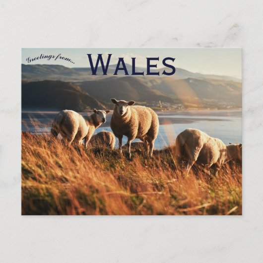 Sheep in Wales ポストカード (正面)