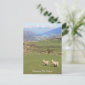 Sheep with a view, Queenstown NZ – はがき (スタンド正面)