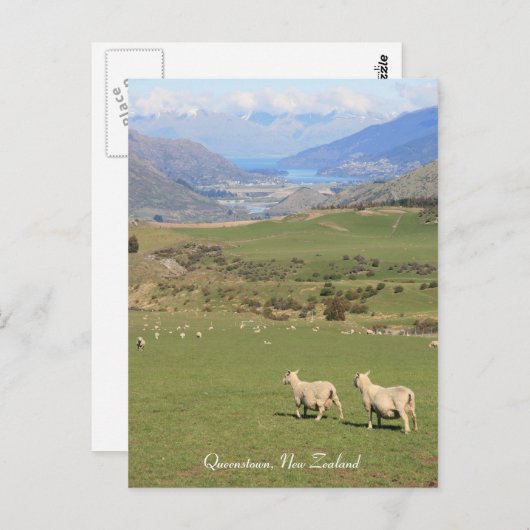 Sheep with a view, Queenstown NZ – はがき (正面/裏面)