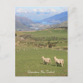 Sheep with a view, Queenstown NZ – はがき (正面)