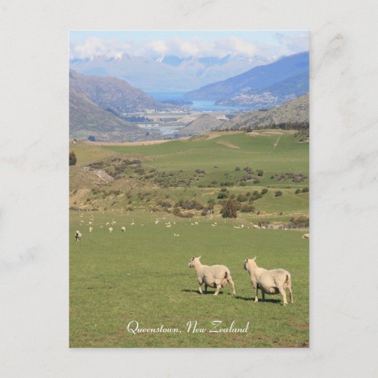 Sheep with a view, Queenstown NZ – はがき (正面)