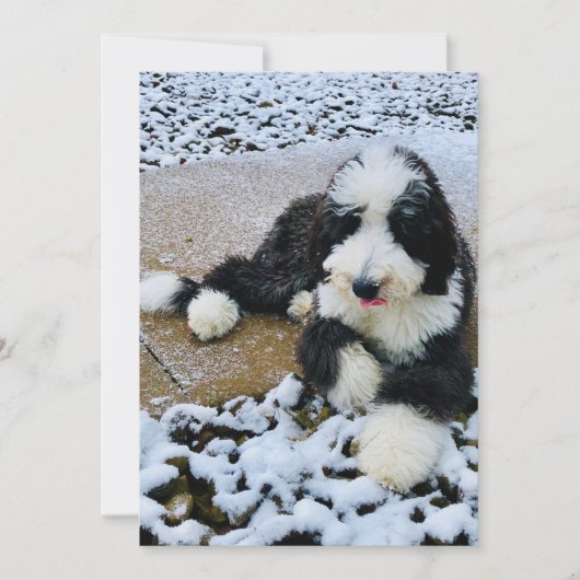 Sheepadoodle カード (正面)