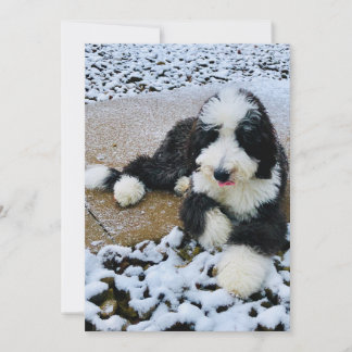  Sheepadoodle カード